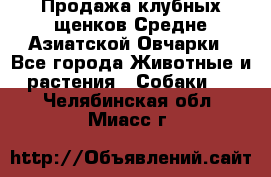 Продажа клубных щенков Средне Азиатской Овчарки - Все города Животные и растения » Собаки   . Челябинская обл.,Миасс г.